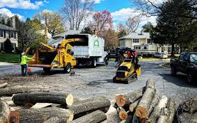 Best Seasonal Cleanup  in Austintown, OH